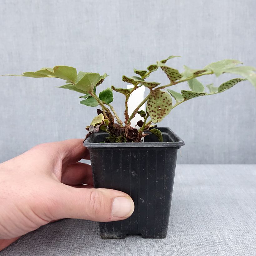 Amostra de Cyrtomium falcatum Spin Cycle Vaso de 8/9 cm tal como entregue no inverno