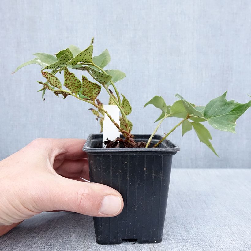 Amostra de Cyrtomium falcatum Spin Cycle Vaso de 8/9 cm tal como entregue na primavera