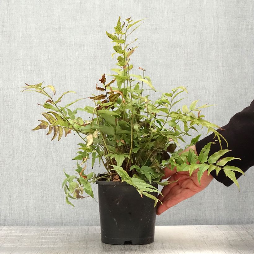 Amostra de Cyrtomium fortunei var. clivicola Vaso de 2 L/3 L tal como entregue na primavera