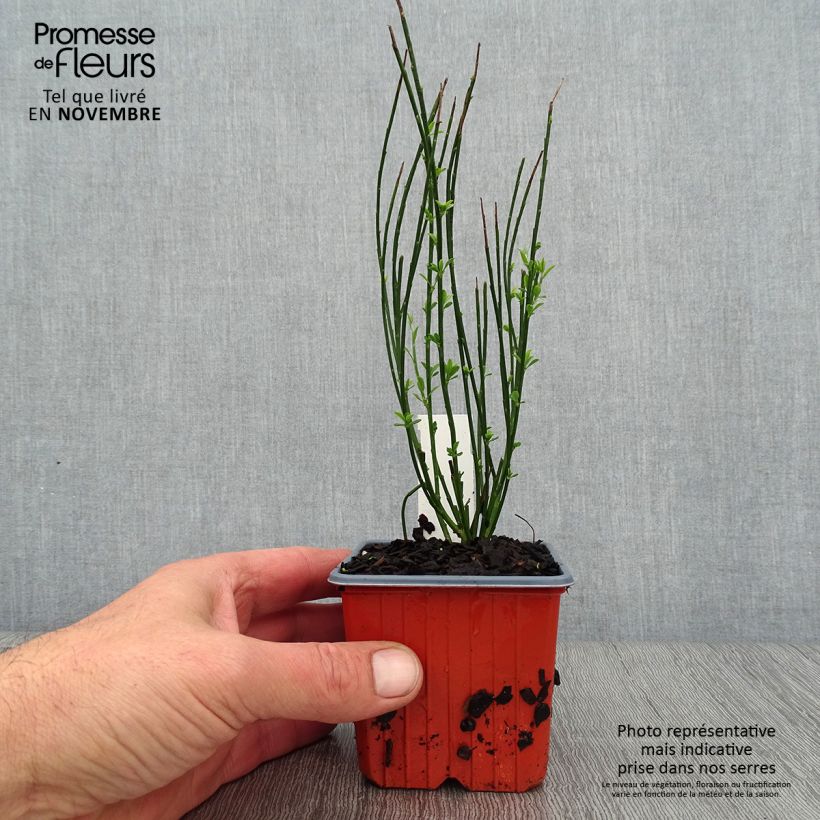 Amostra de Cytisus procumbens Zeelandia Vaso de 8/9 cm tal como entregue no outono