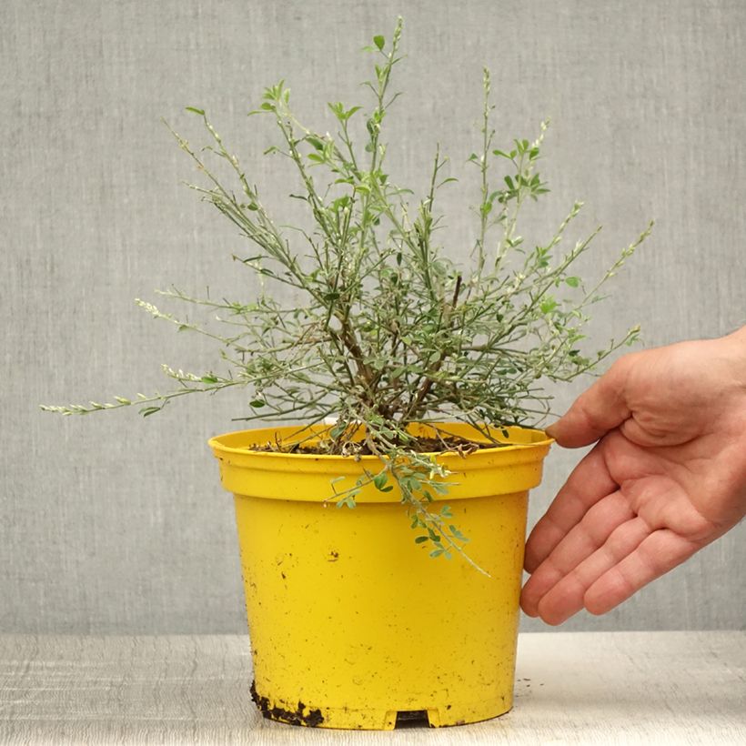 Amostra de Cytisus racemosus Phebus Vaso de 2 L/3 L tal como entregue no verão