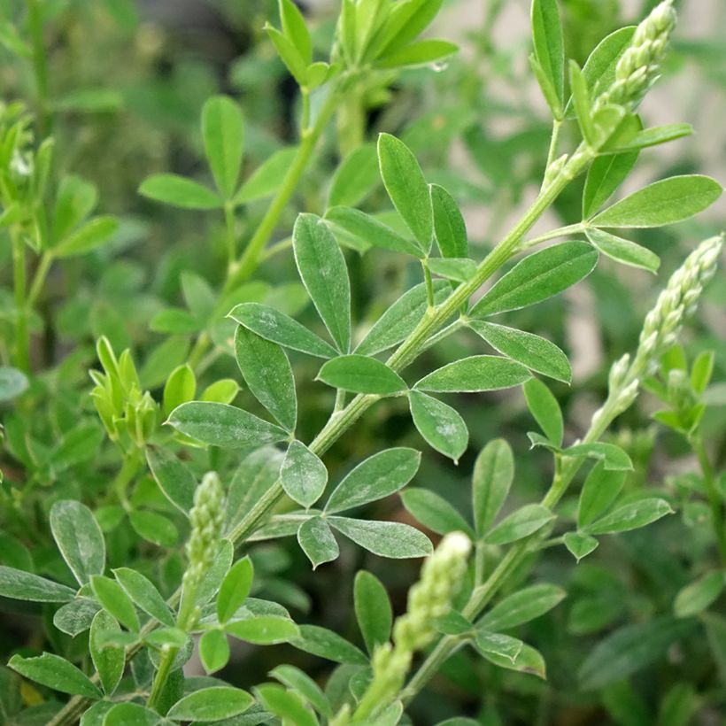 Cytisus racemosus Phebus (Folhagem)