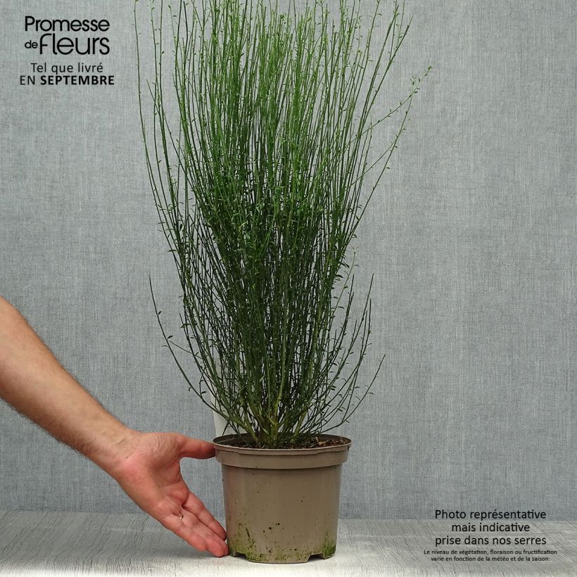Amostra de Cytisus scoparius Apricot Gem Vaso de 2 L/3 L tal como entregue no outono