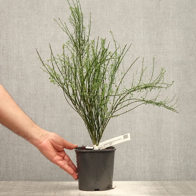 Amostra de Cytisus scoparius Apricot Gem Vaso de 2 L/3 L tal como entregue no verão