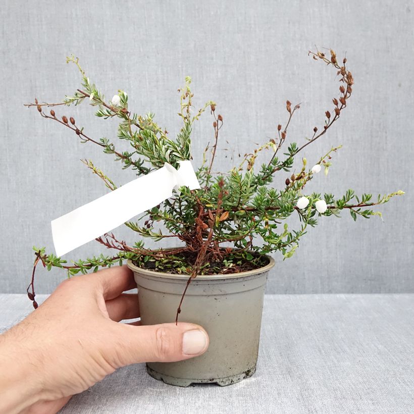 Amostra de Daboecia cantabrica Creeping White Vaso de 10 cm/11 cm tal como entregue no outono