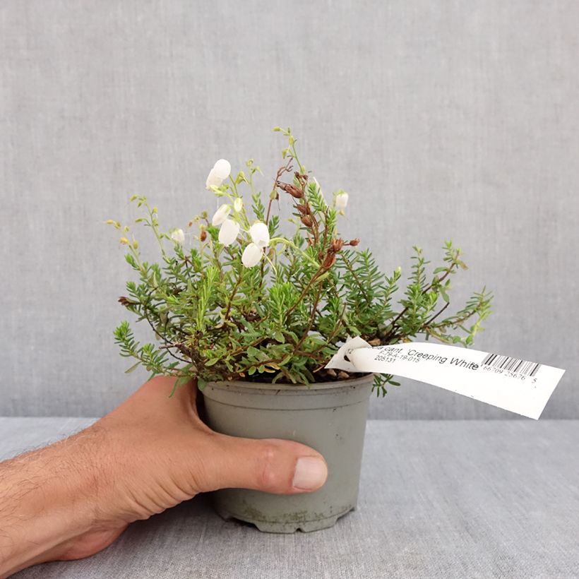 Amostra de Daboecia cantabrica Creeping White Vaso de 12 cm/13 cm tal como entregue no verão