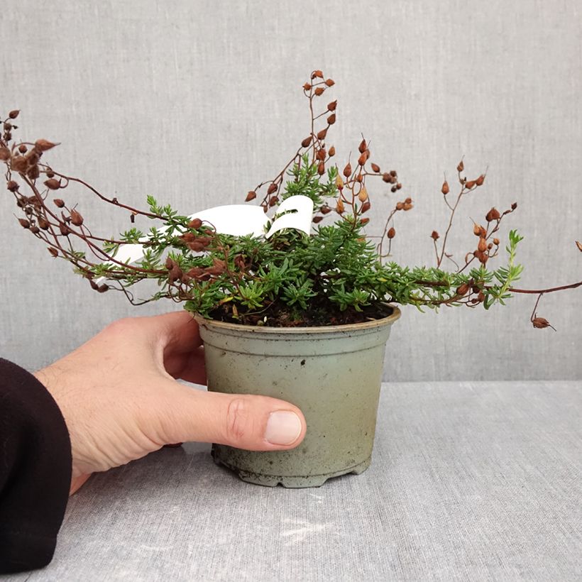 Amostra de Daboecia cantabrica Cupido Vaso de 10 cm/11 cm tal como entregue no outono