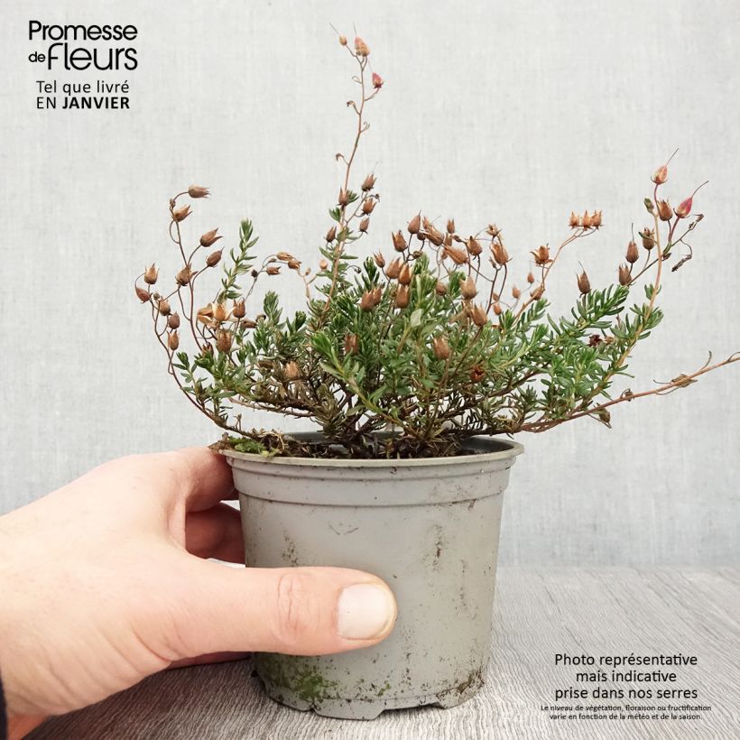 Amostra de Daboecia cantabrica Cupido - Bruyère de Saint Daboec Vaso de 12 cm/13 cm tal como entregue no inverno