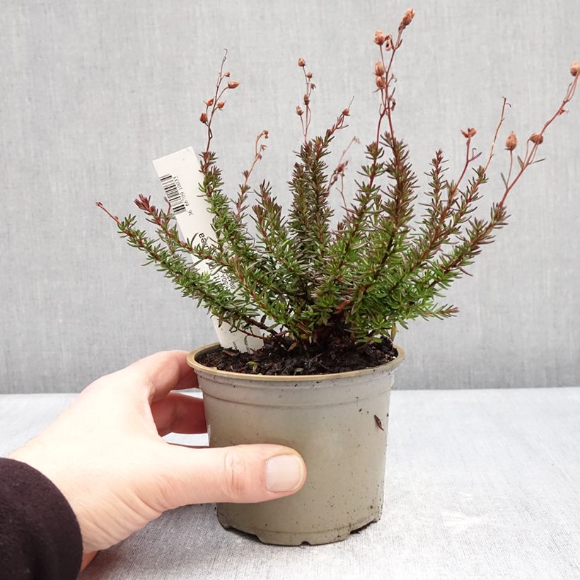 Amostra de Daboecia cantabrica Purpurea Vaso de 10 cm/11 cm tal como entregue no inverno