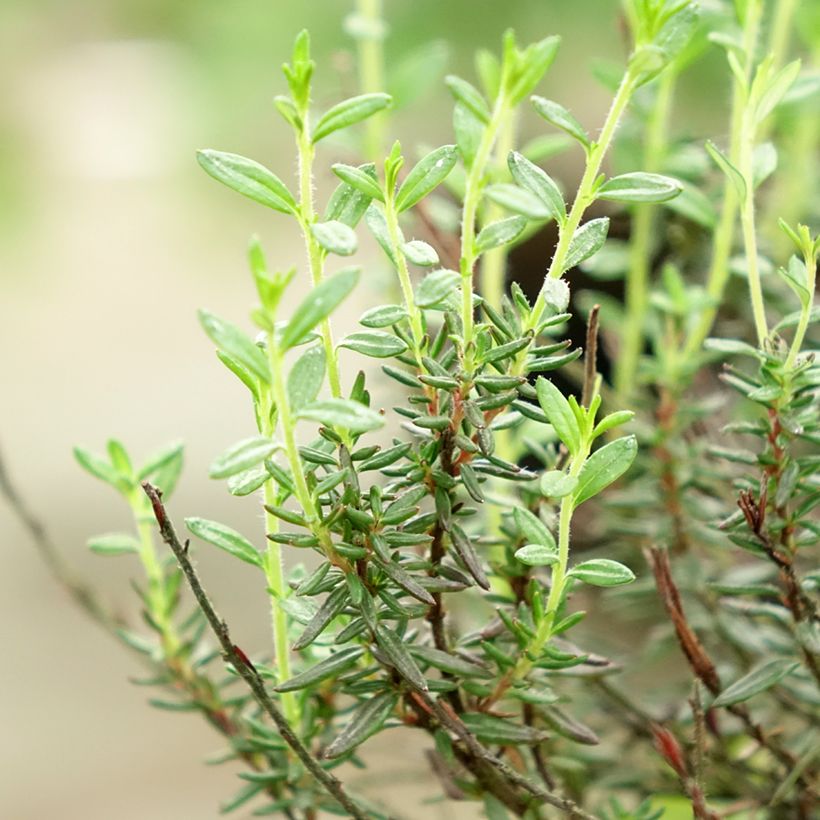 Daboecia cantabrica Purpurea (Folhagem)