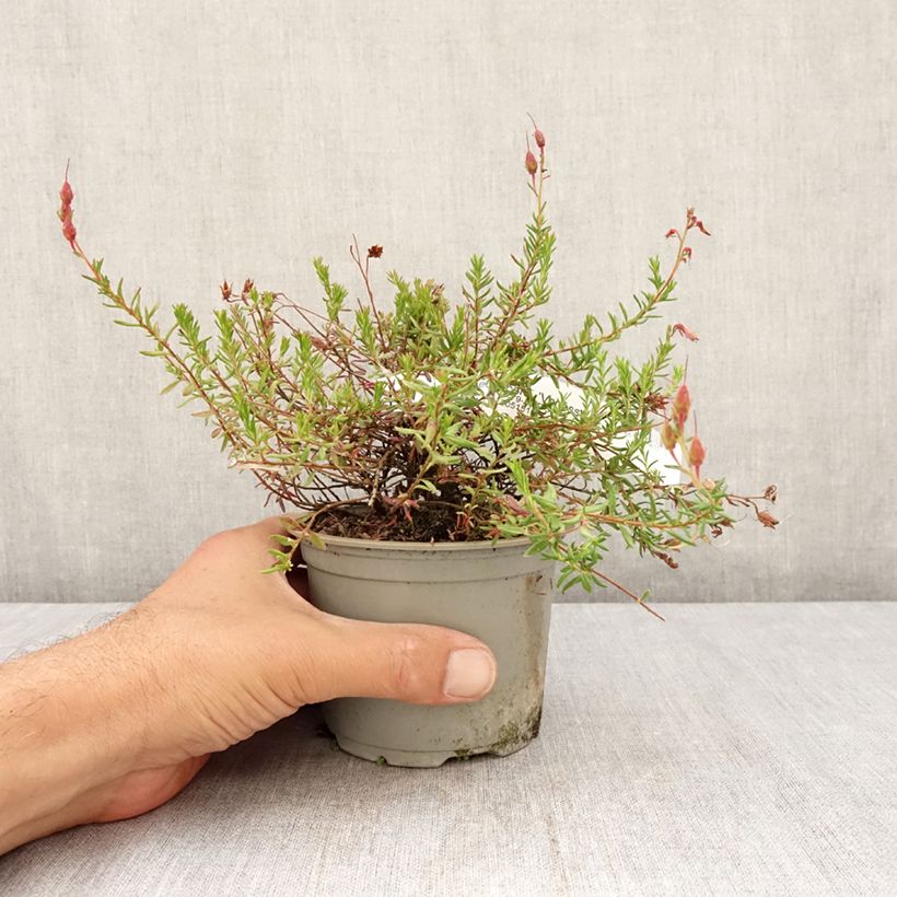 Amostra de Daboecia cantabrica Vanessa Vaso de 12 cm/13 cm tal como entregue no verão