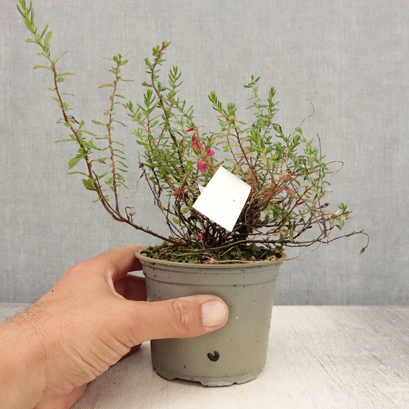 Amostra de Daboecia cantabrica Waley's Red Vaso de 12 cm/13 cm tal como entregue no verão