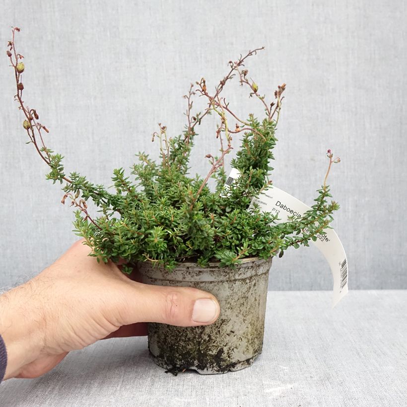 Amostra de Daboecia scotica Goscote Vaso de 10 cm/11 cm tal como entregue no outono
