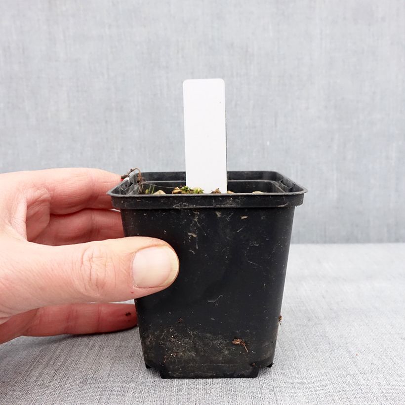 Amostra de Dactylorhiza alpestris - Orchis des Alpes Godet de 8/9 cm tal como entregue no inverno