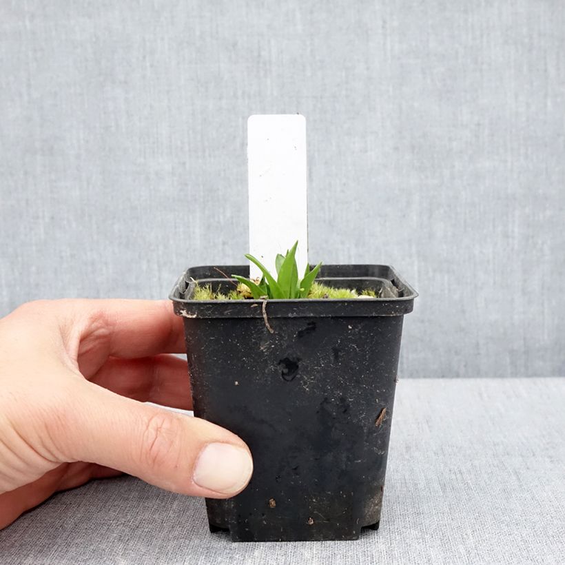 Amostra de Dactylorhiza alpestris - Orchis des Alpes Godet de 8/9 cm tal como entregue na primavera