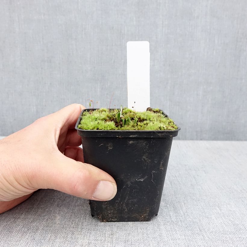 Amostra de Dactylorhiza foliorella Vaso de 8/9 cm tal como entregue na primavera