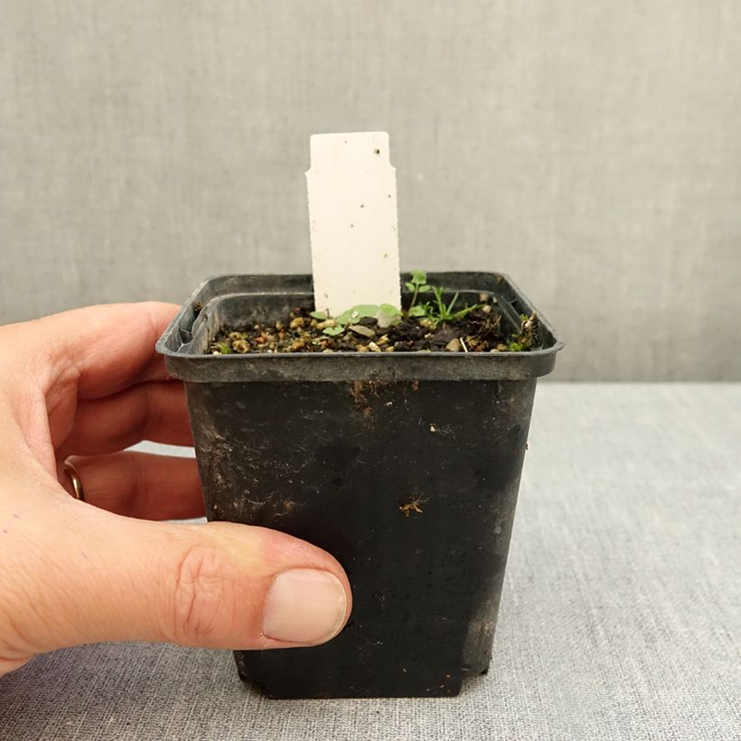 Amostra de Dactylorhiza fuchsii Alba - Orquídea Vaso de 8/9 cm tal como entregue no outono