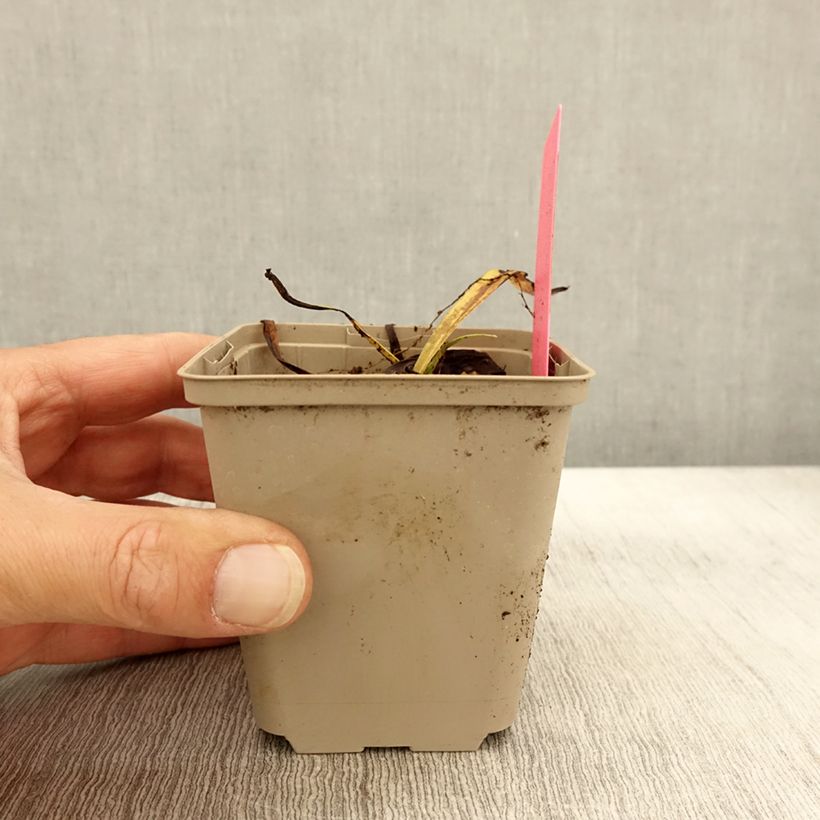 Amostra de Dactylorhiza fuchsii Vaso de 8/9 cm tal como entregue no outono