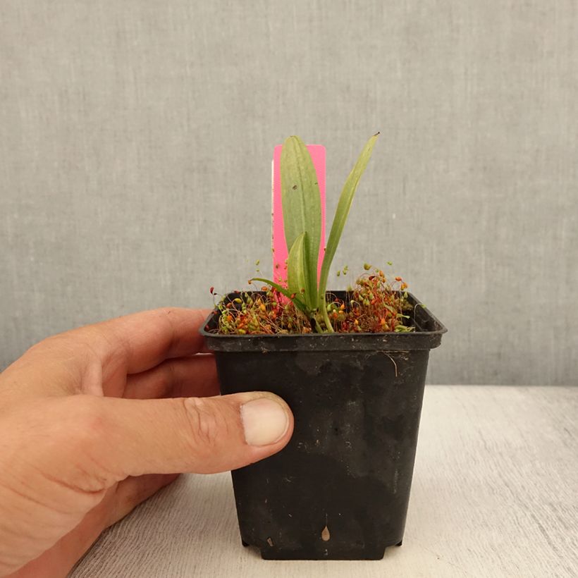 Amostra de Dactylorhiza fuchsii Vaso de 8/9 cm tal como entregue no verão