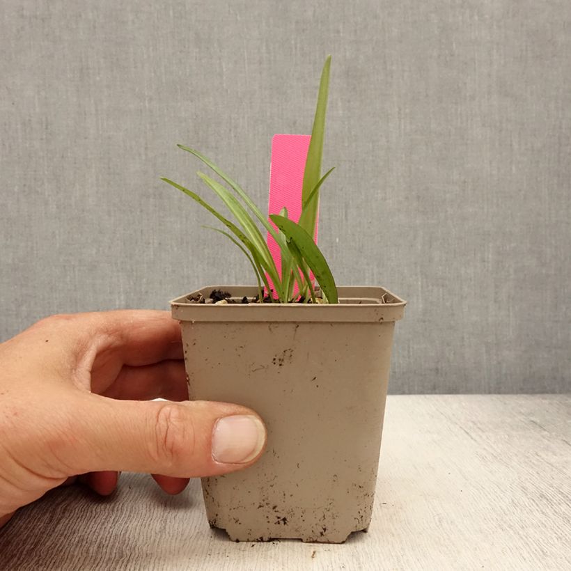 Amostra de Dactylorhiza fuchsii Vaso de 8/9 cm tal como entregue na primavera