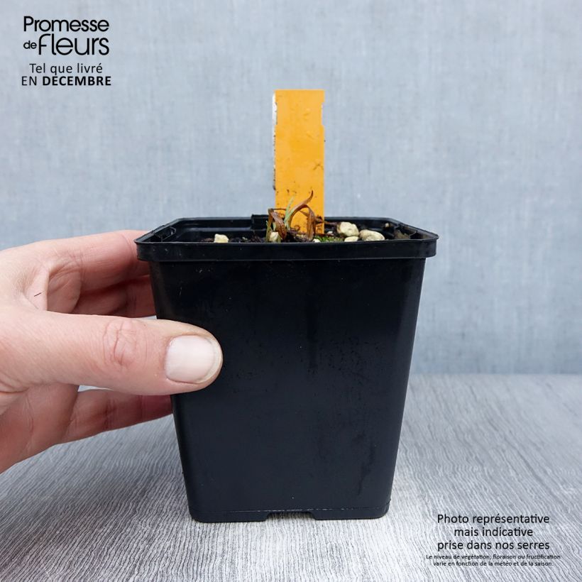 Amostra de Dactylorhiza fuchsii Vaso de 8/9 cm tal como entregue no inverno