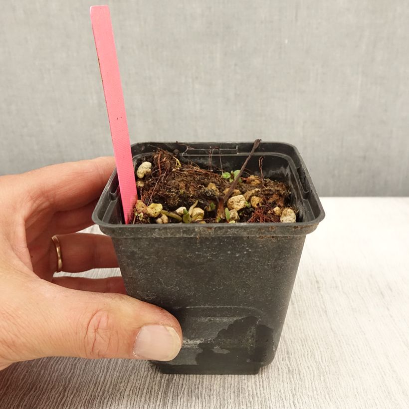Amostra de Dactylorhiza maculata Vaso de 8/9 cm tal como entregue no outono