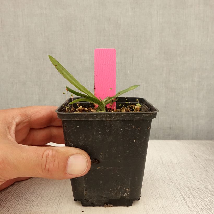Amostra de Dactylorhiza maculata Vaso de 8/9 cm tal como entregue no verão