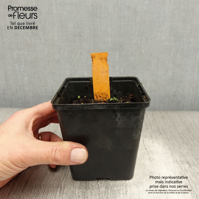 Amostra de Dactylorhiza maculata, Orchis tacheté - Orchidée terrestre et vivace Vaso de 8/9 cm tal como entregue no inverno