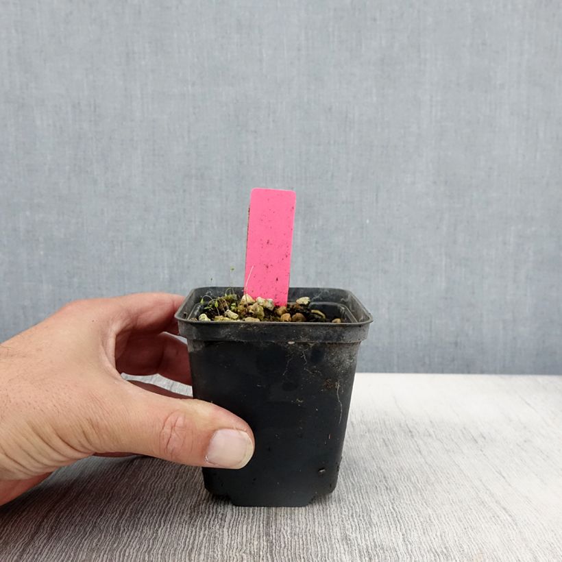 Amostra de Dactylorhiza majalis Vaso de 8/9 cm tal como entregue no outono