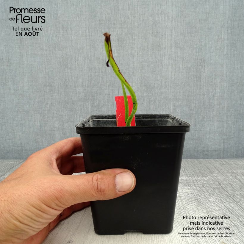 Amostra de Dactylorhiza majalis Vaso de 8/9 cm tal como entregue no verão