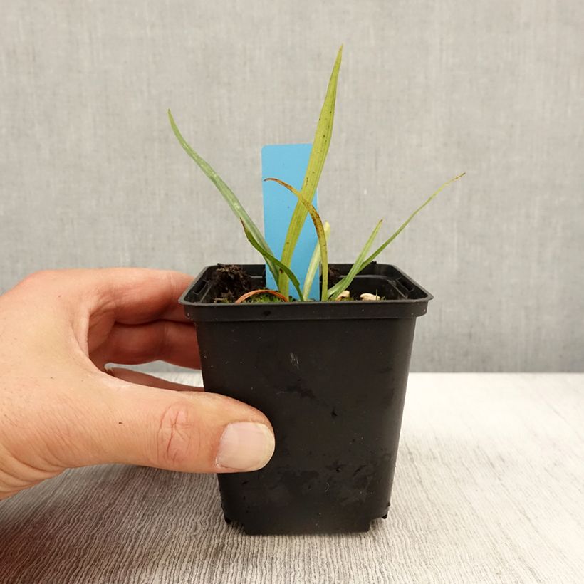 Amostra de Dactylorhiza praetermissa - Orchis négligé Godet de 8/9 cm tal como entregue no outono