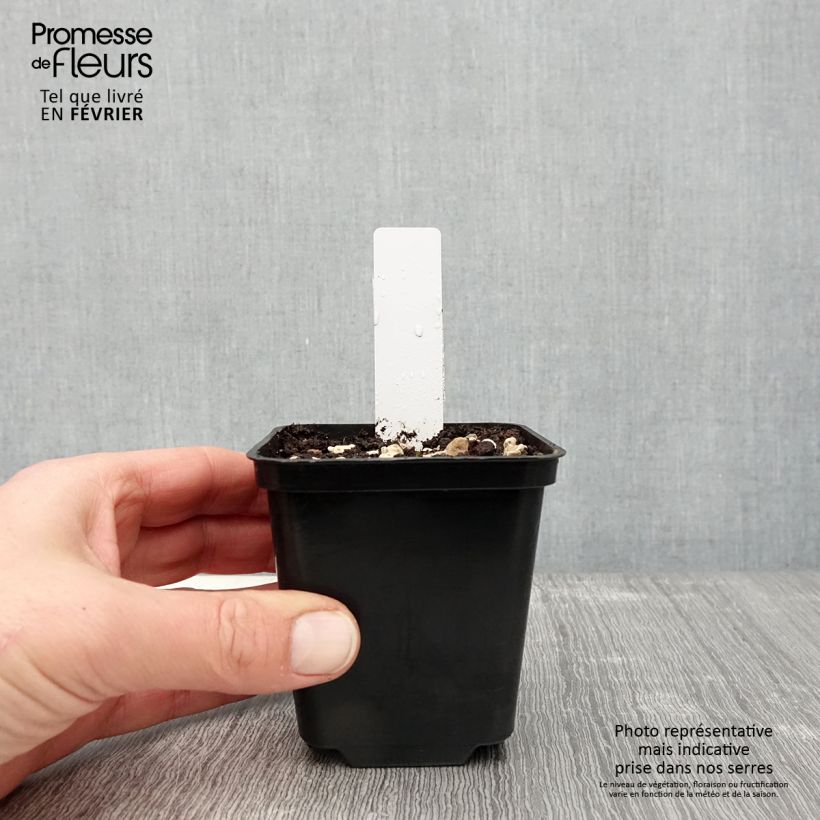 Amostra de Dactylorhiza praetermissa Vaso de 8/9 cm tal como entregue no inverno