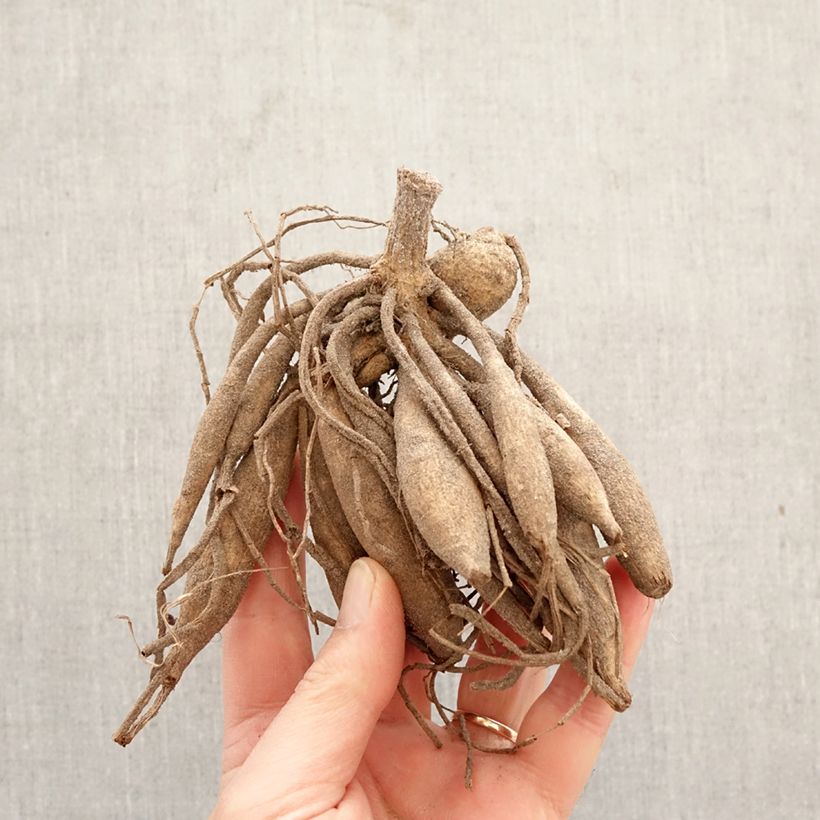 Amostra de Dália decorativa Alloway Cottage Bulbo tal como entregue na primavera