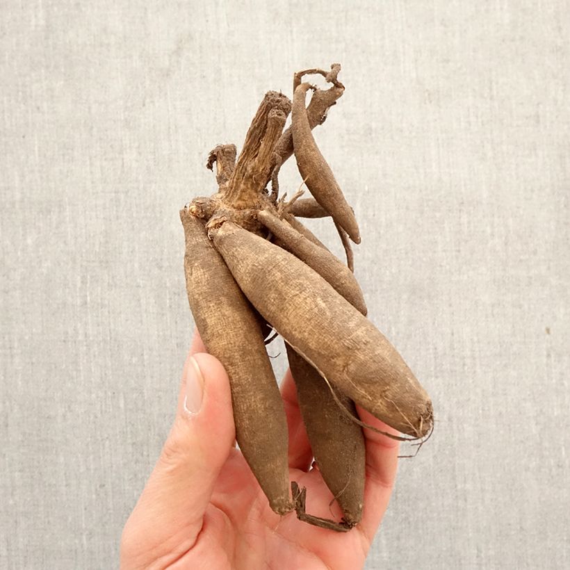 Amostra de Dália anémona Blue Bayou Bulbo Calibre I tal como entregue na primavera