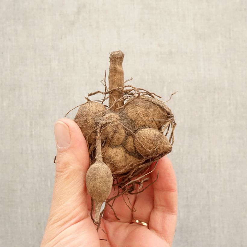 Amostra de Dália anémona Floorinoot Bulbo Calibre I tal como entregue na primavera