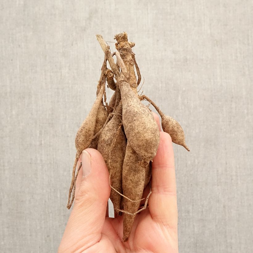 Amostra de Dália anémona Garden show Bulbo Calibre I tal como entregue na primavera