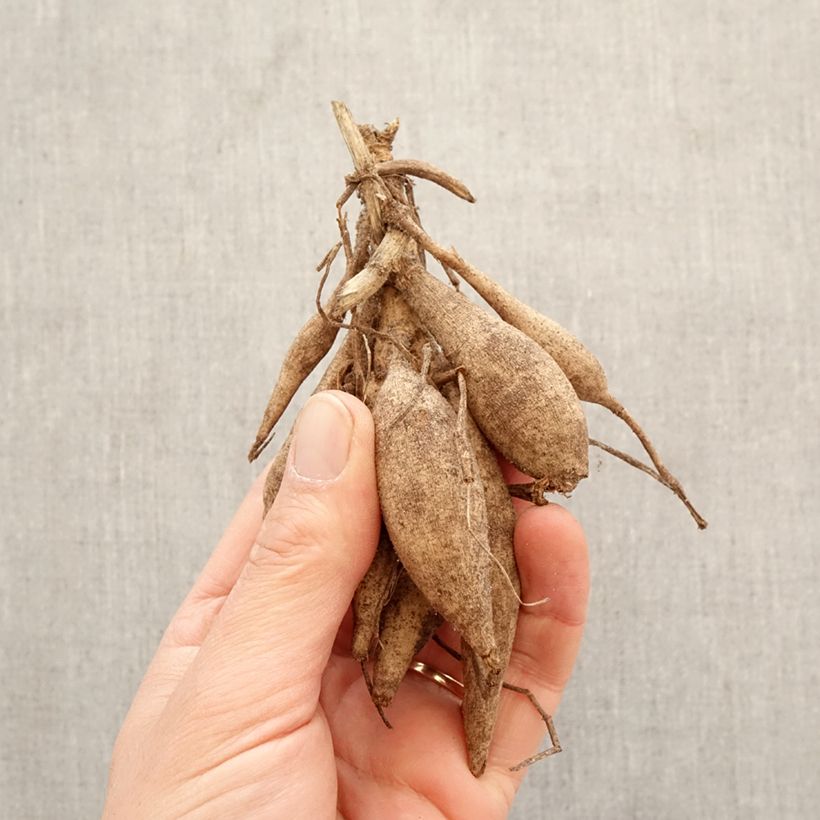 Amostra de Dália anémona Dahlia Honey Bulbo Calibre I tal como entregue na primavera