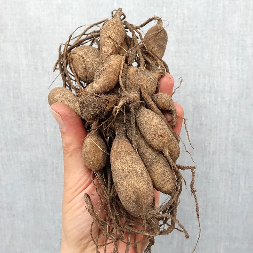 Amostra de Dália anémona Inca Bulbo Calibre I tal como entregue na primavera