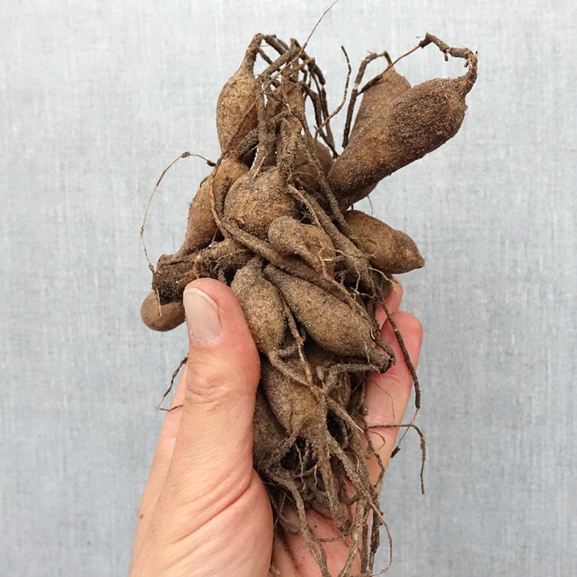 Amostra de Dahlia anémone Josie Bulbe Kaliber/Größe I tal como entregue na primavera