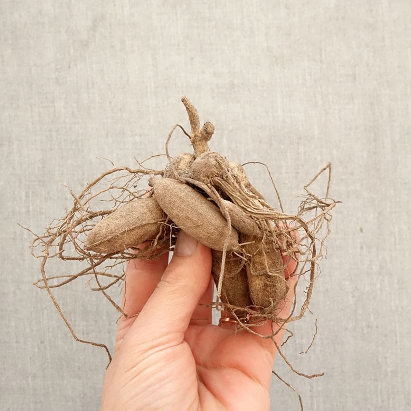 Amostra de Dália anémona Octopus Sparkle Bulbo Calibre I tal como entregue na primavera