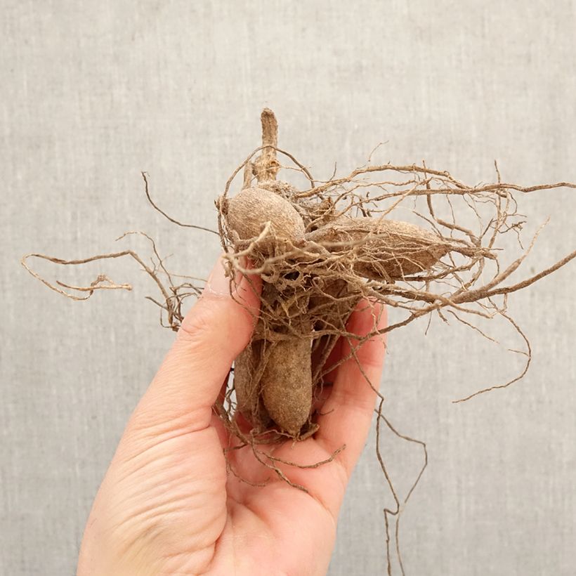 Amostra de Dália anémona Papaye Bulbo tal como entregue na primavera