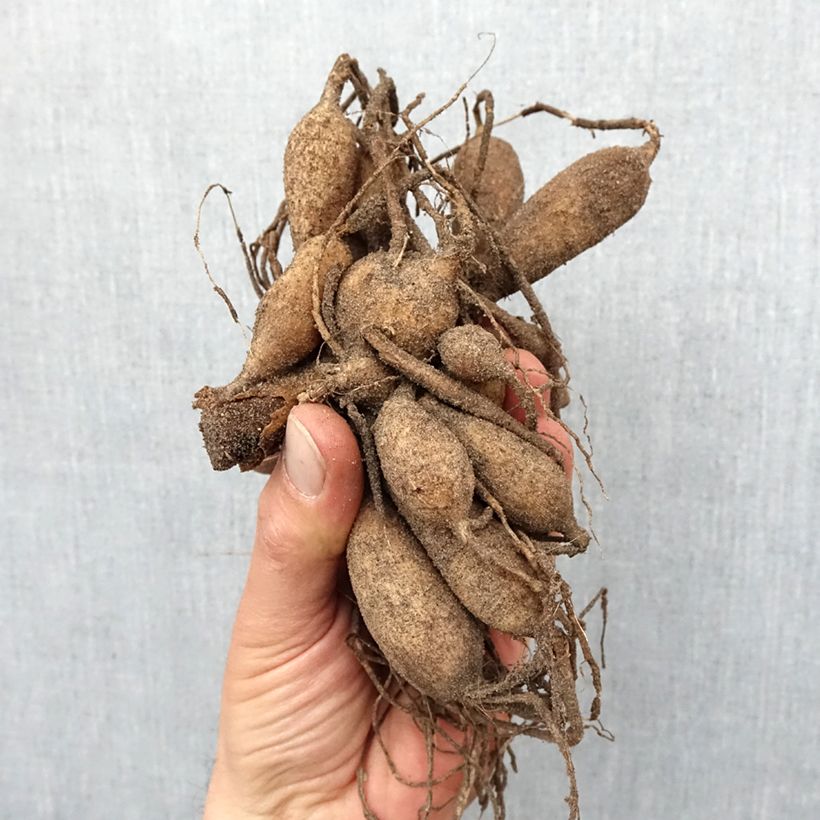 Amostra de Dália anémona Platinum Blonde Bulbo Calibre I tal como entregue na primavera