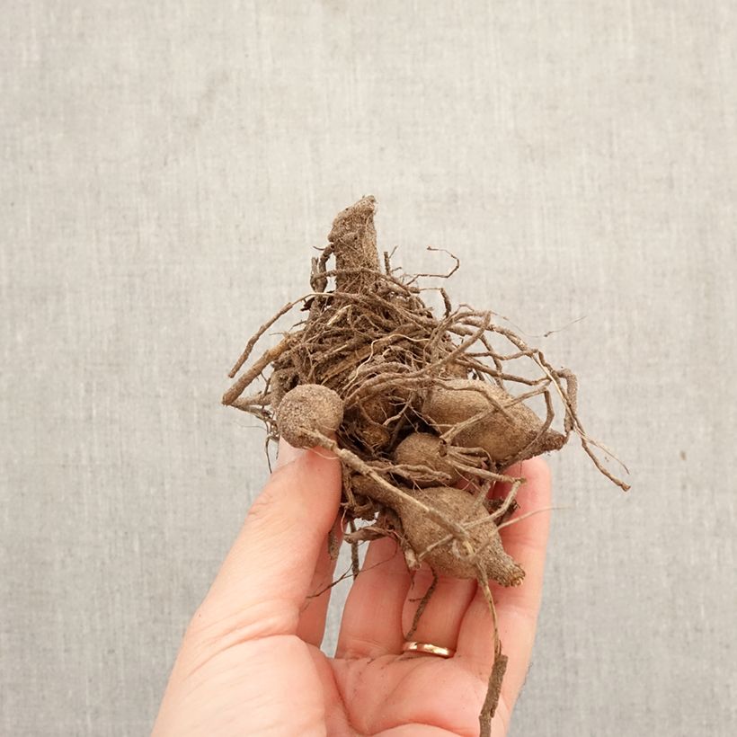 Amostra de Dália anémona Polka Bulbo Calibre I tal como entregue na primavera