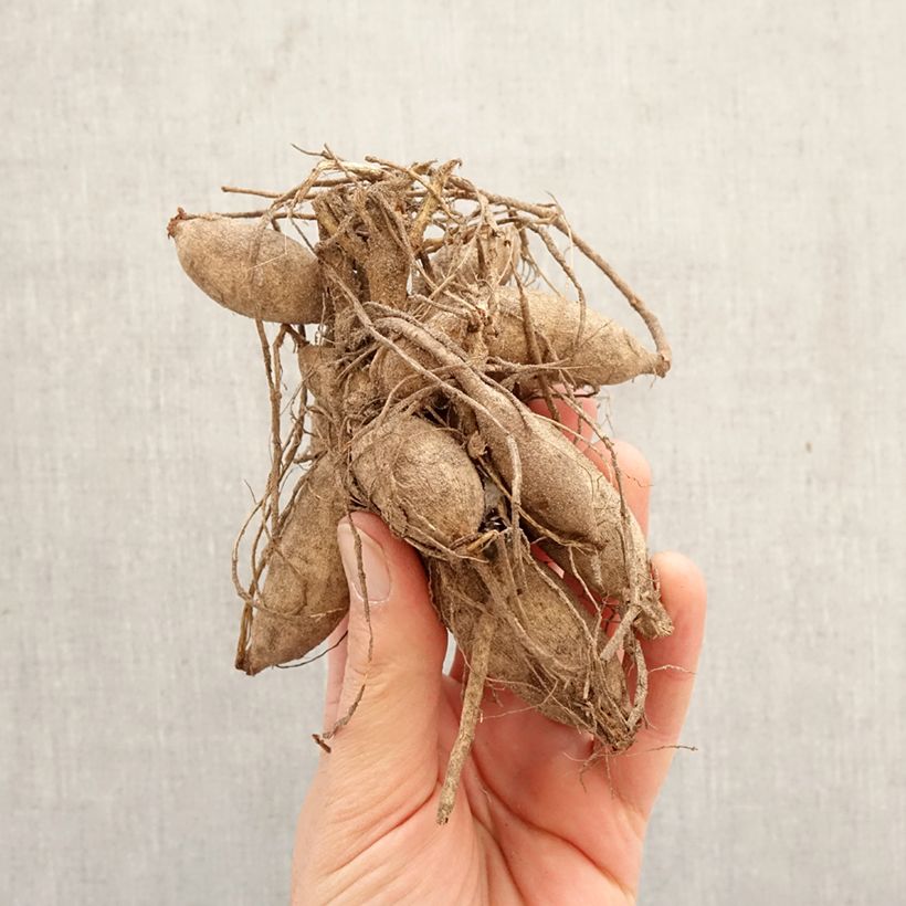 Amostra de Dahlia anémone Poodle Skirt Bulbo Calibre I tal como entregue na primavera