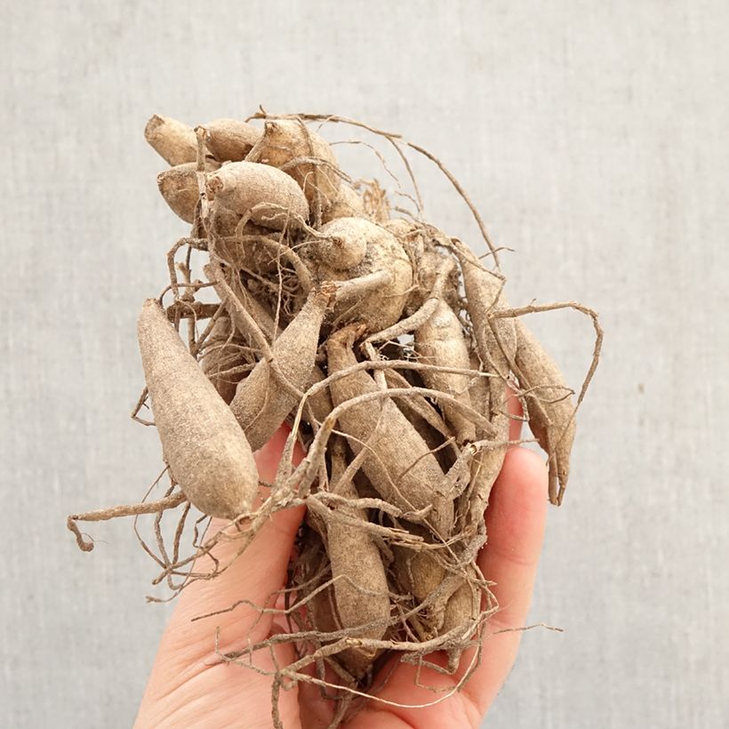 Amostra de Dália anémona Purpinca Bulbo Calibre I tal como entregue na primavera