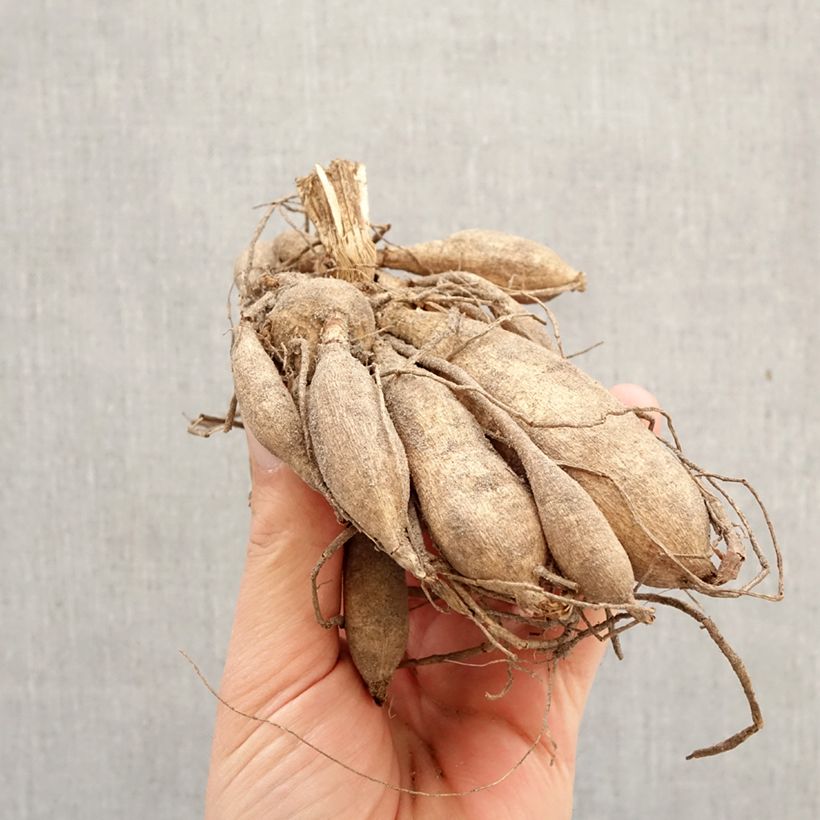 Amostra de Dália anémona Purple Puff Bulbo tal como entregue na primavera