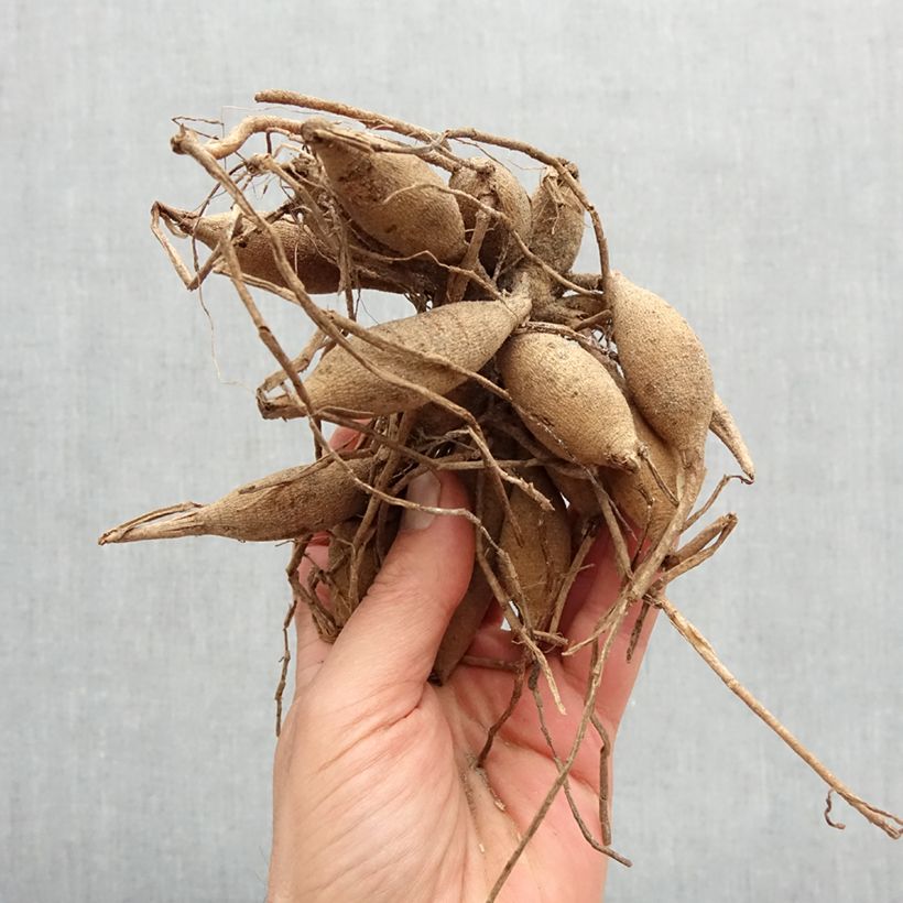 Amostra de Dahlia balle Amber Crystal Bulbo size I tal como entregue na primavera