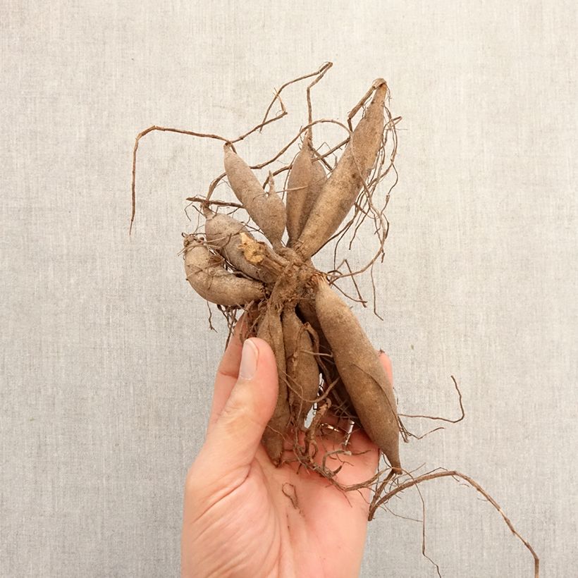 Amostra de Dália bola Banana Baby Bulbo Calibre I tal como entregue na primavera