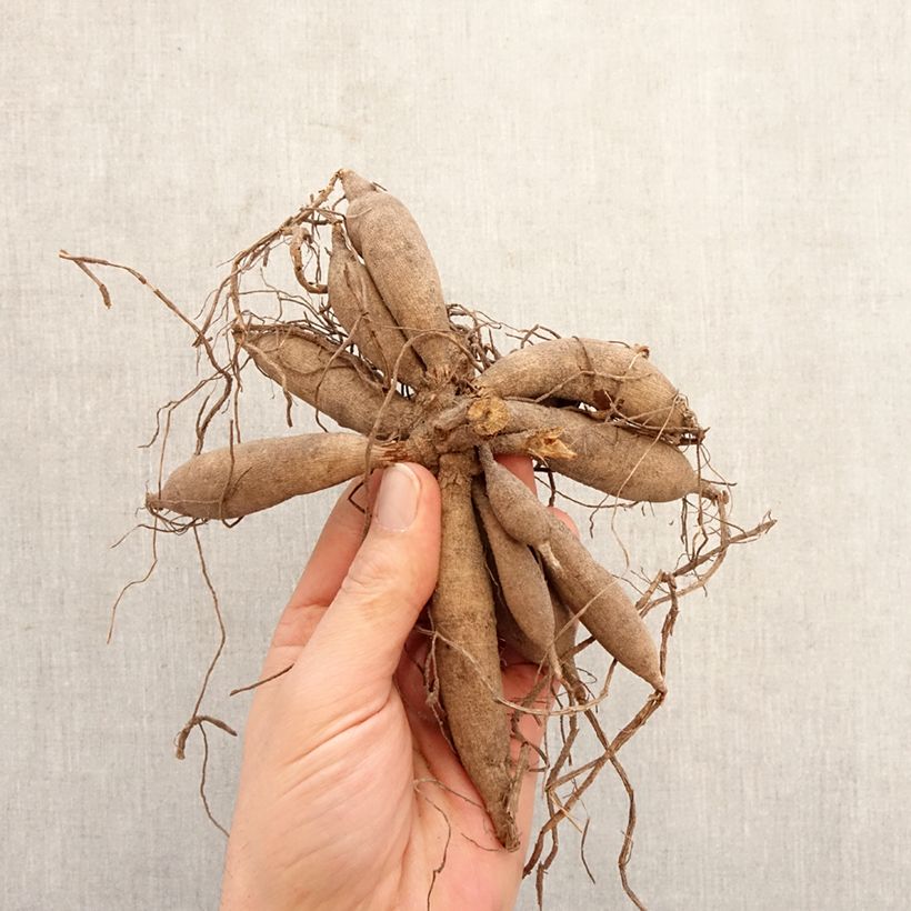 Amostra de Dália bola Bantling Bulbo Calibre I tal como entregue na primavera