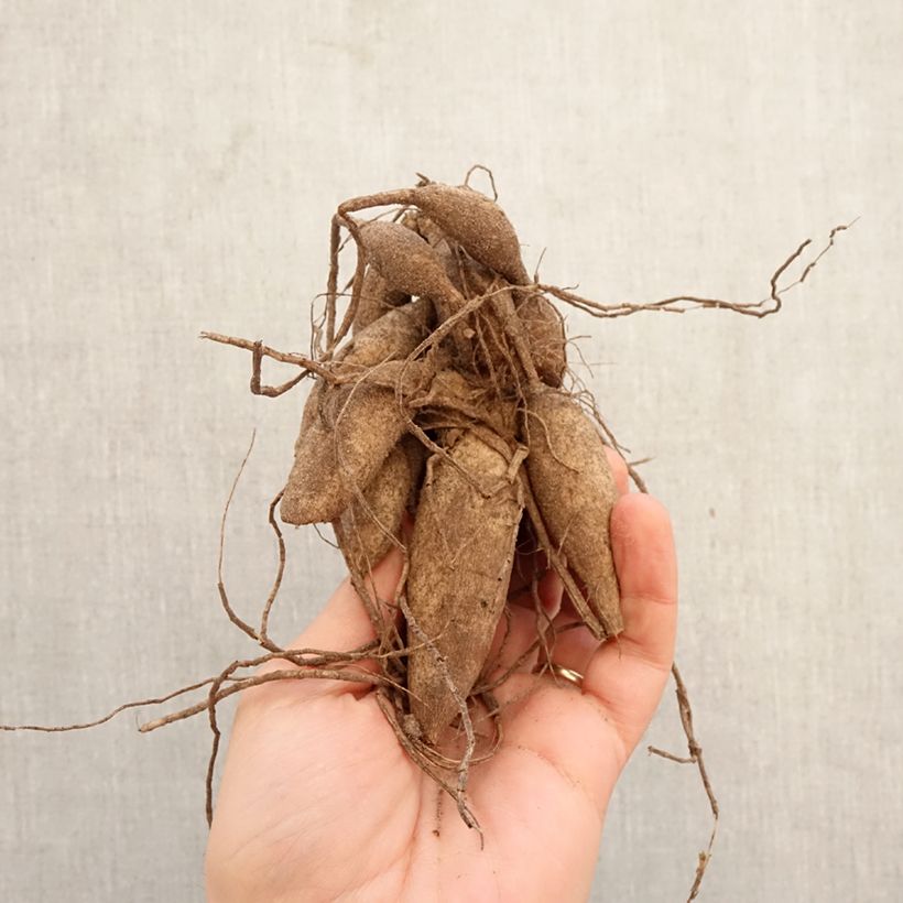 Amostra de Dália bola Bazuin® Bright Orange Bulbo Calibre I tal como entregue na primavera